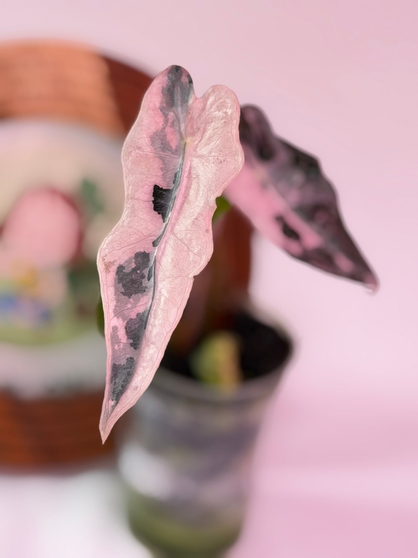 Alocasia Nobilis K - K18