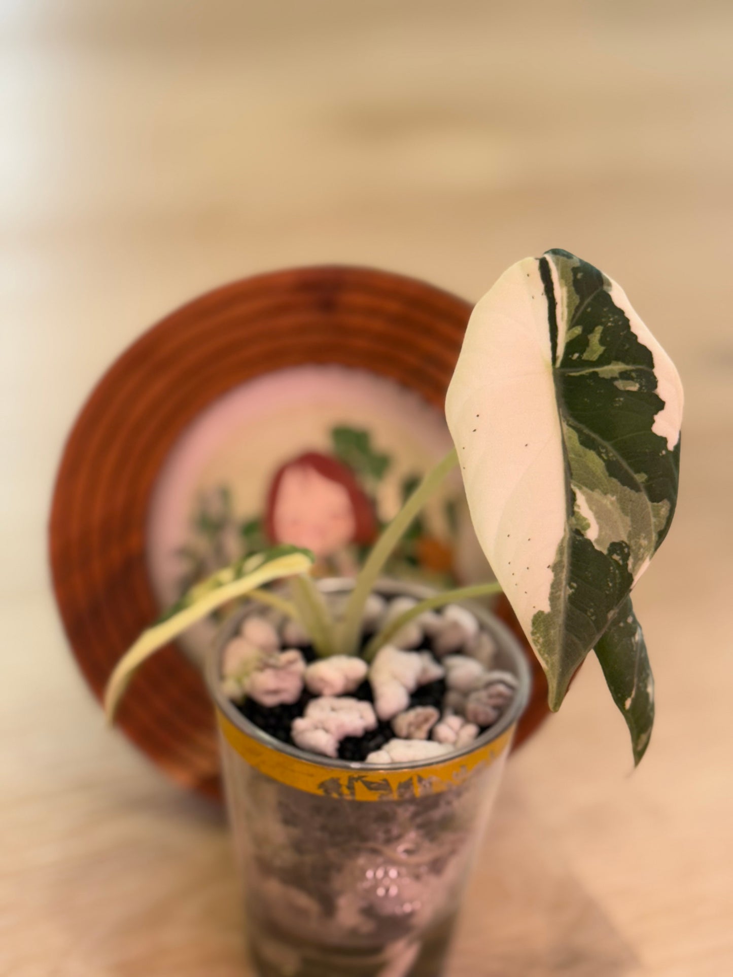 Alocasia Maharanii Albo