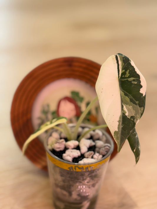 Alocasia Maharanii Albo