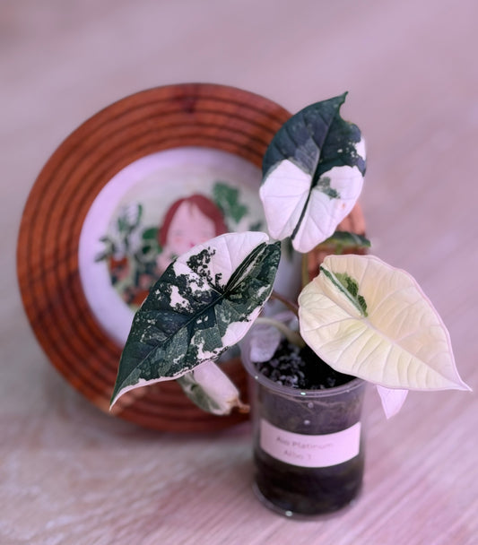 Alocasia Platinum Albo Number N3