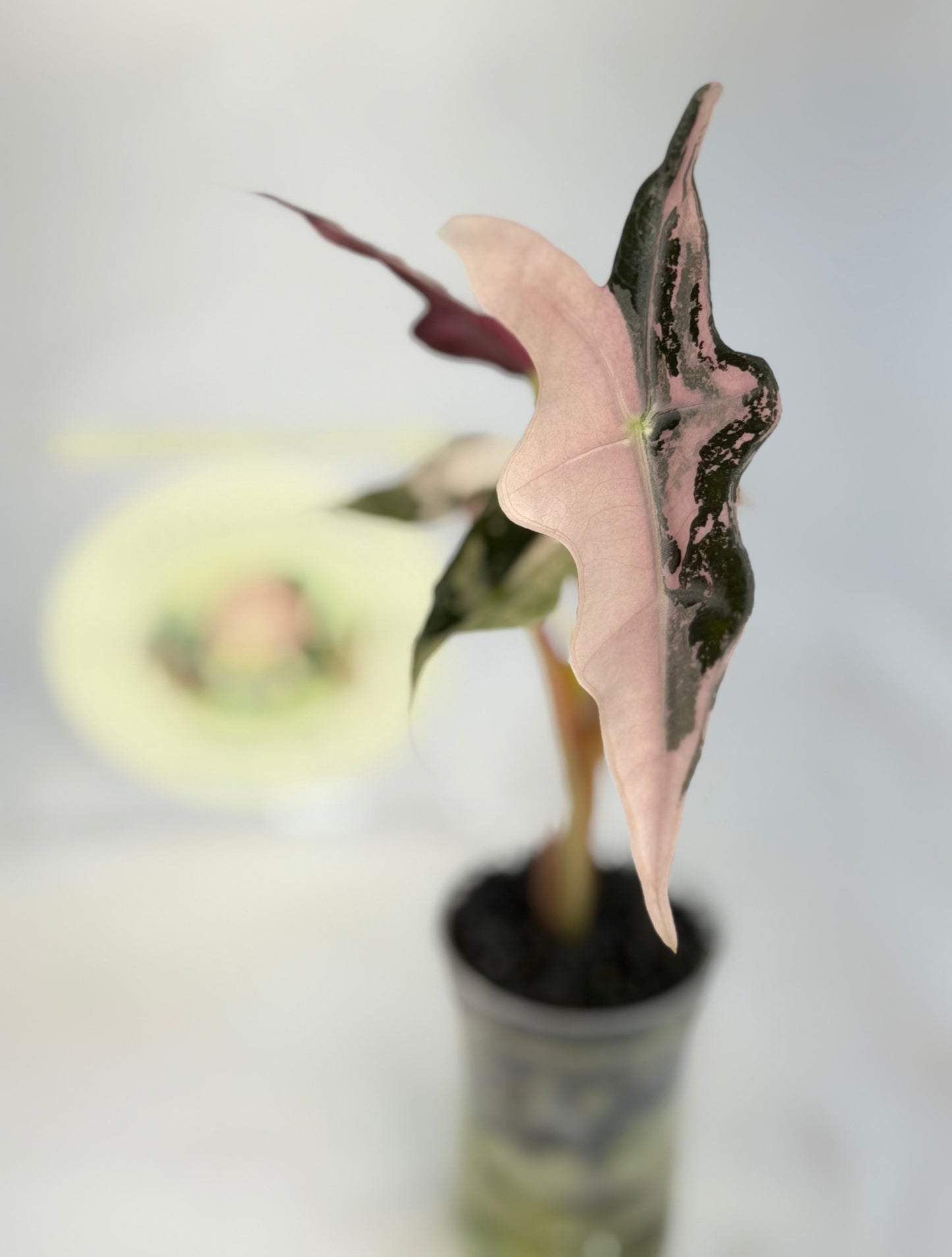 Alocasia Nobilis