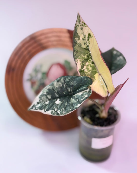 Alocasia Platinum Albo