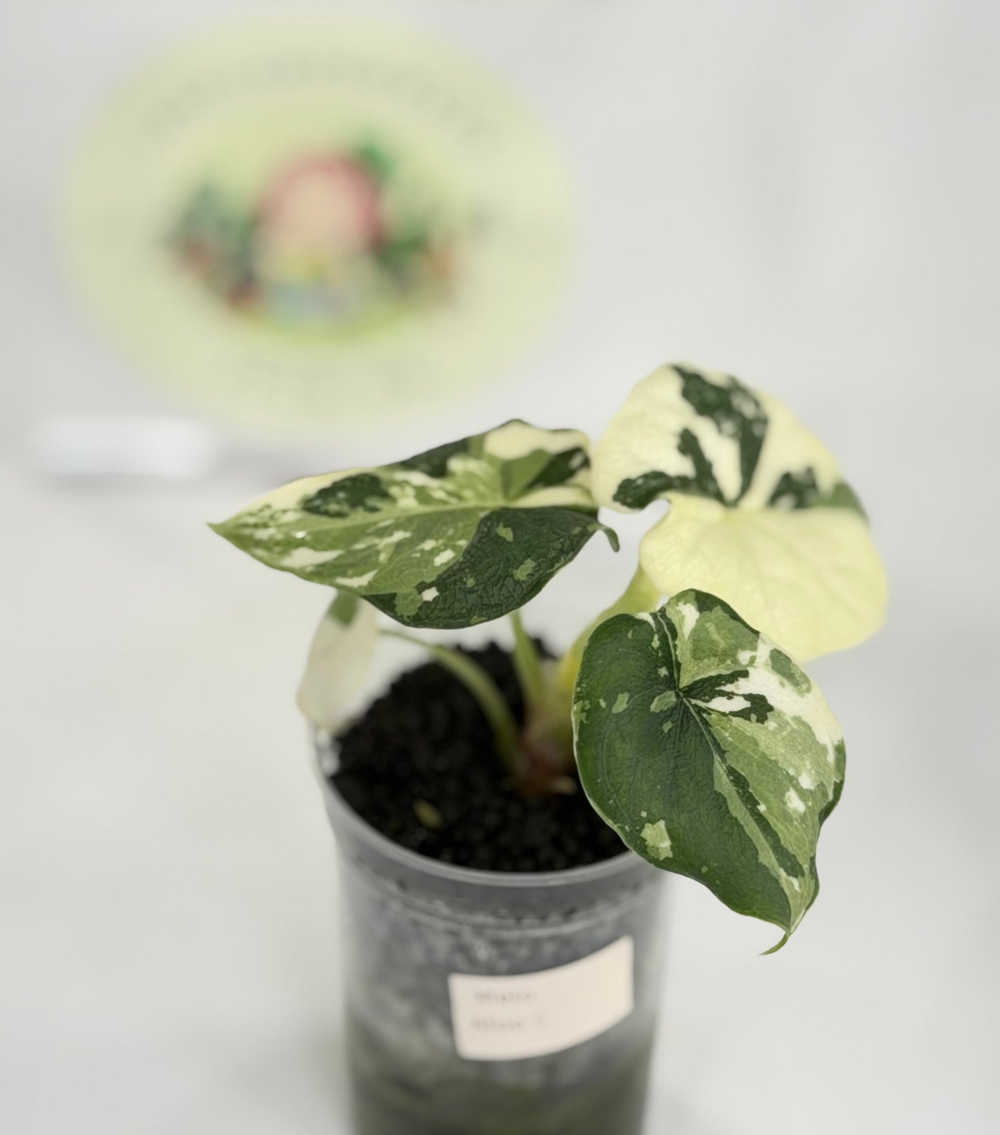 Alocasia Melo Albo #C