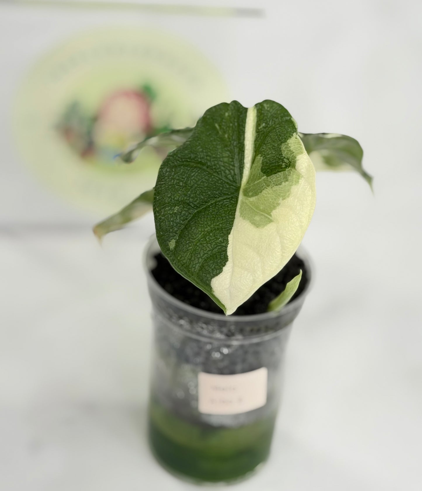 Alocasia Melo Albo #E