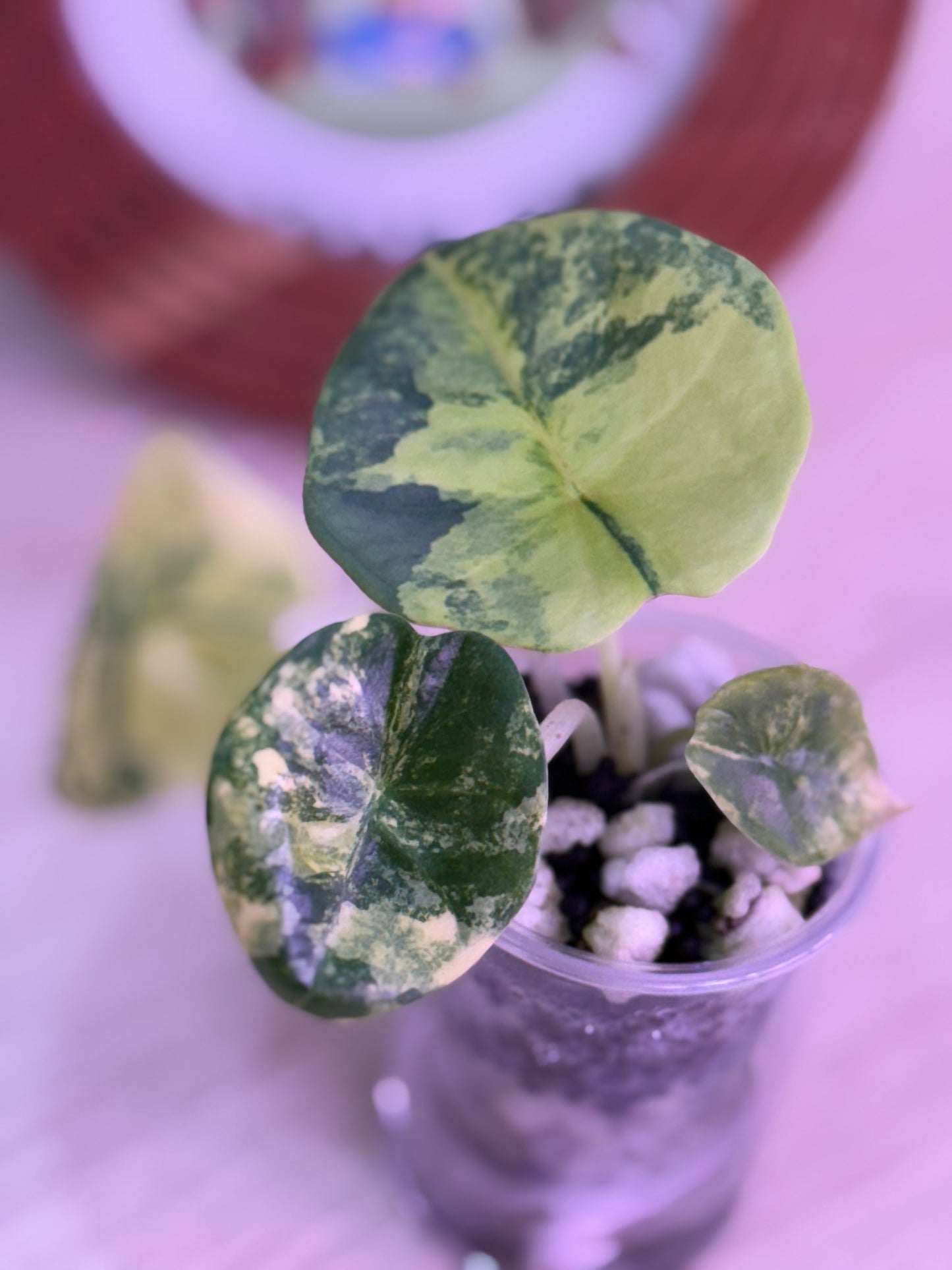 Alocasia Nebula Aurea N5