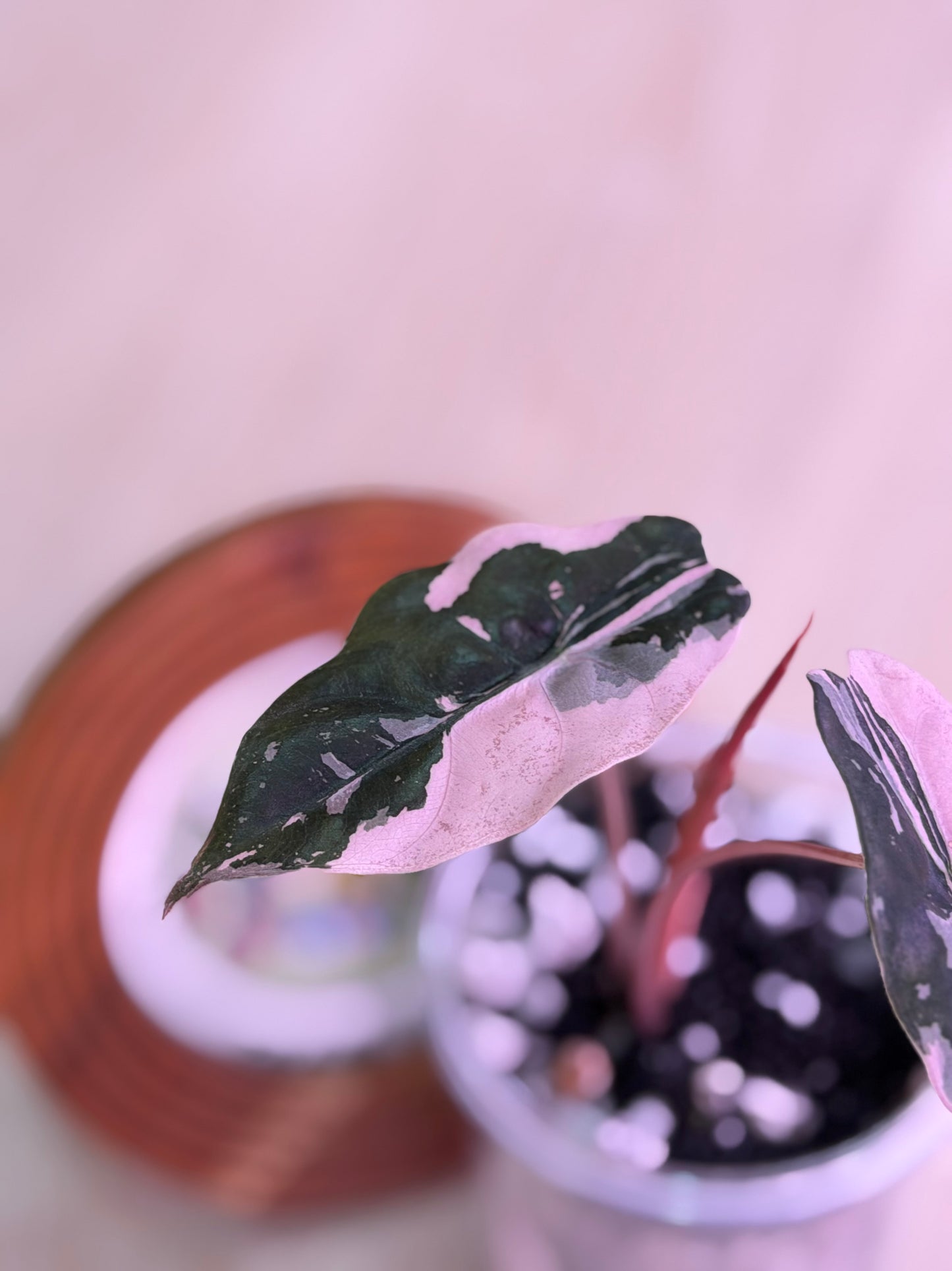 Alocasia Chantrieri Pink