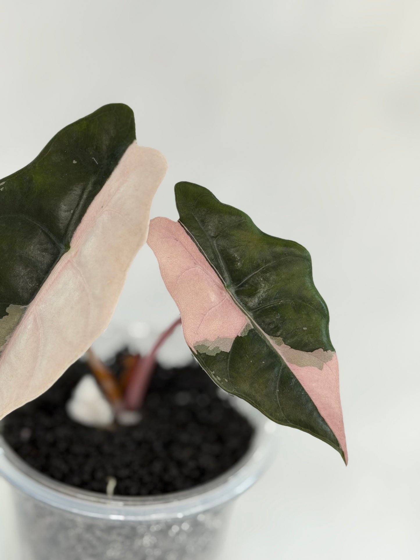 Alocasia Chantrieri Pink #3