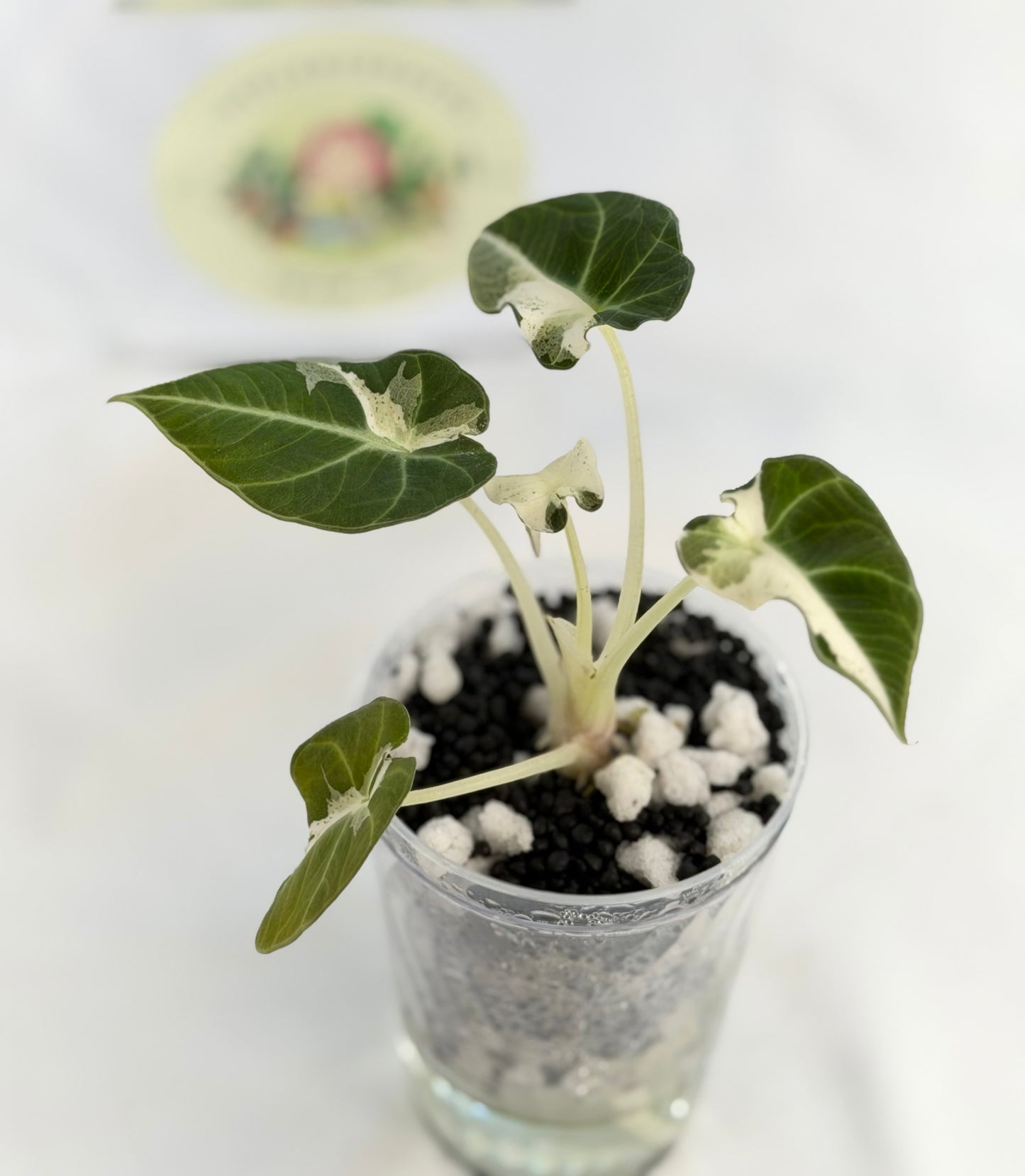 Alocasia  Dalmatian/Snowflake