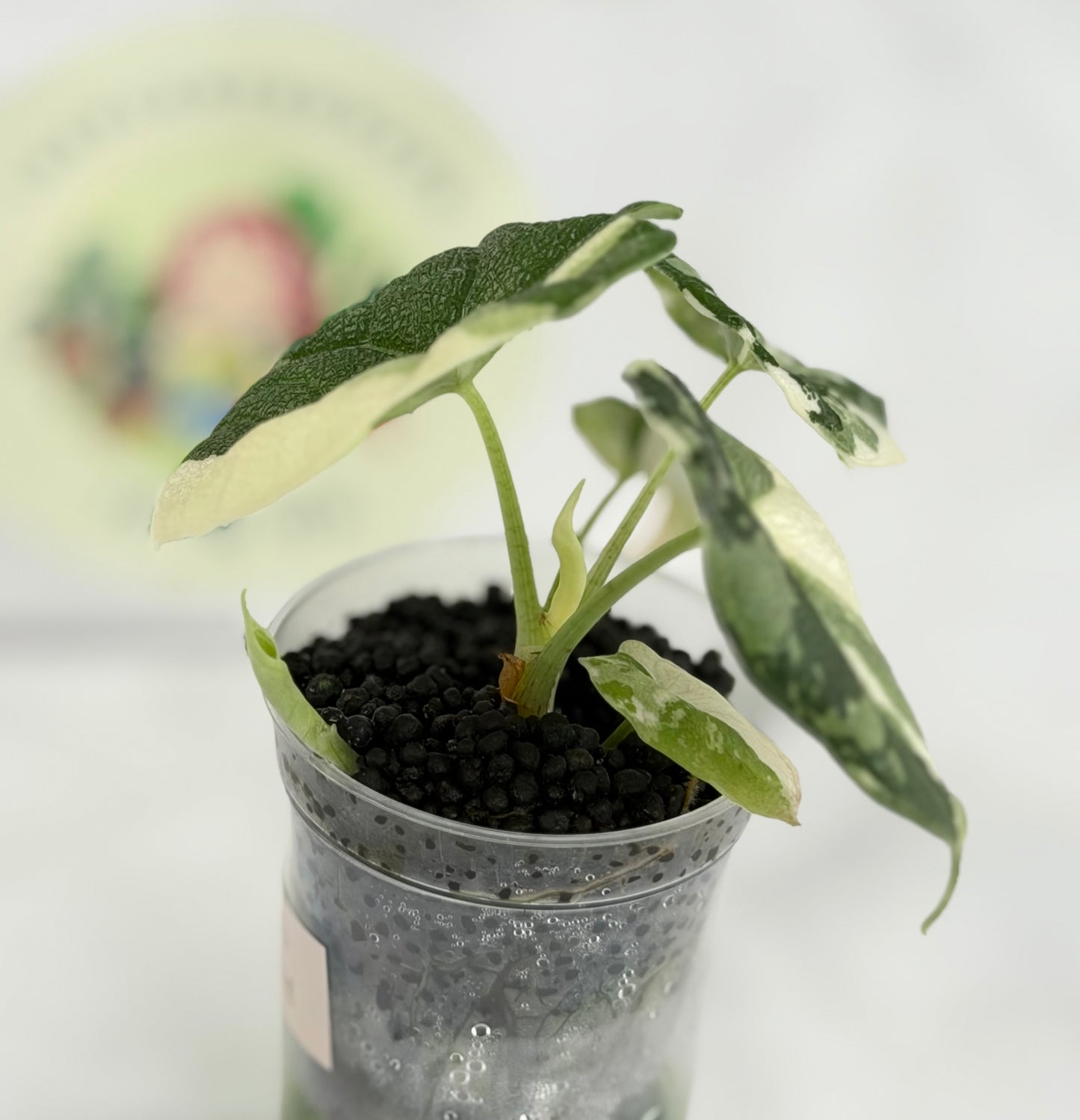 Alocasia Melo Albo #E