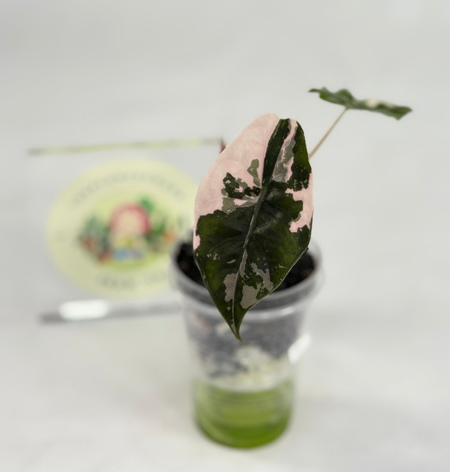 Alocasia Chantrieri #1