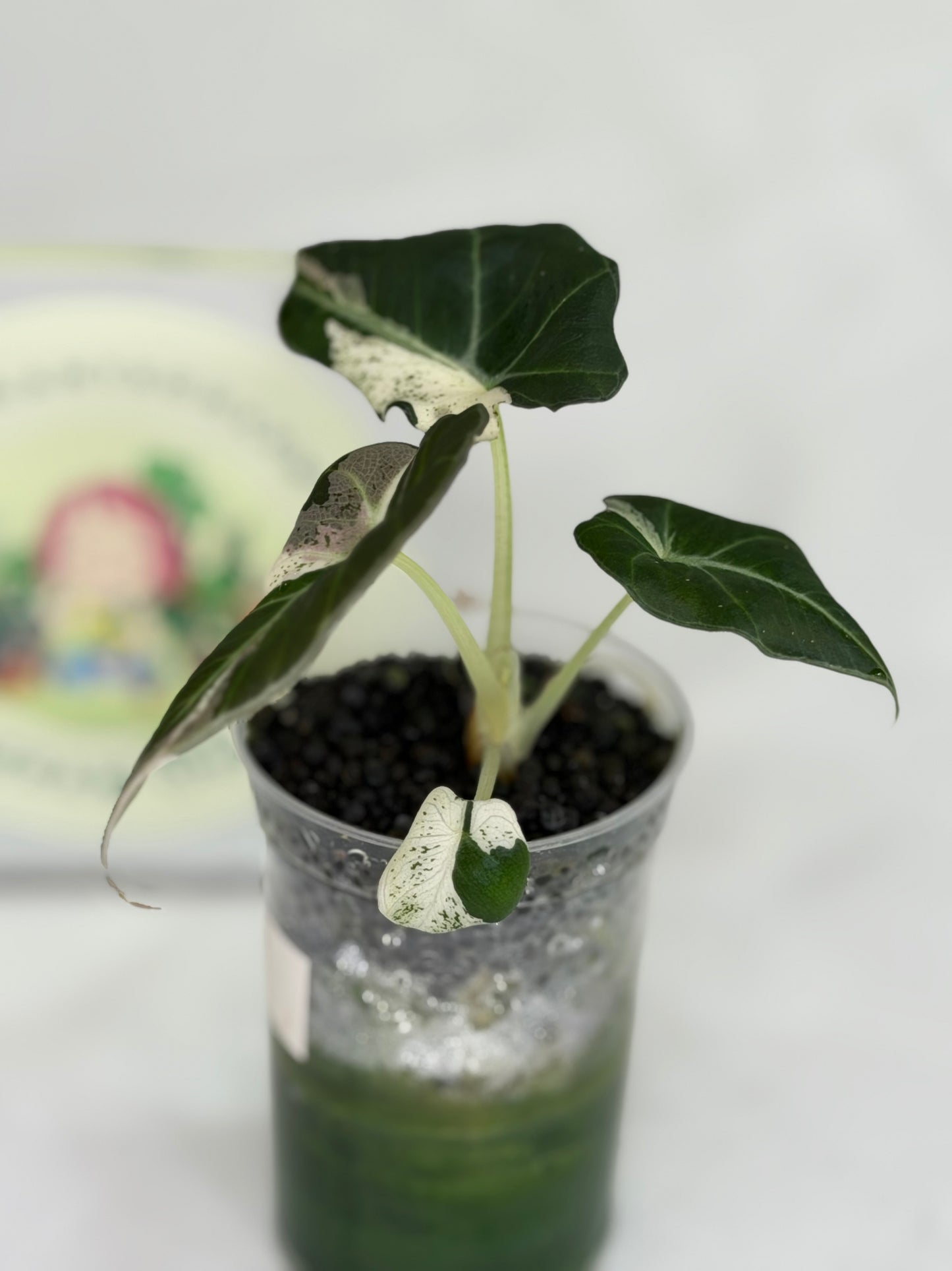 Alocasia Black Velvet Dalmatian/Snowflake #4
