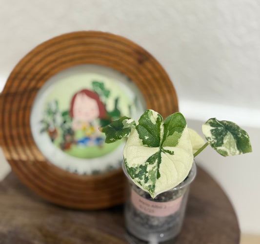 Alocasia Melo Albo