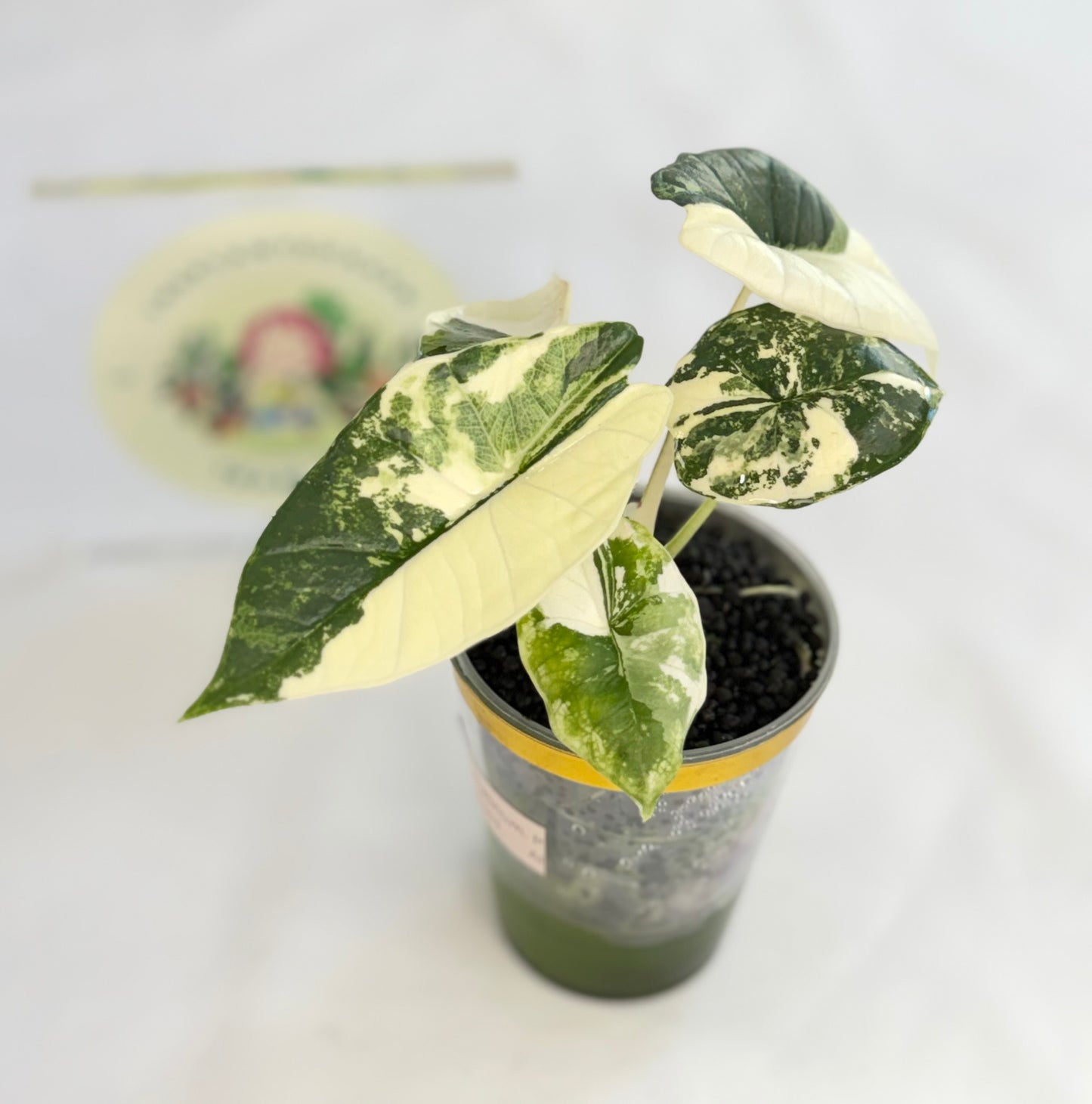 Alocasia Platinum Albo #1