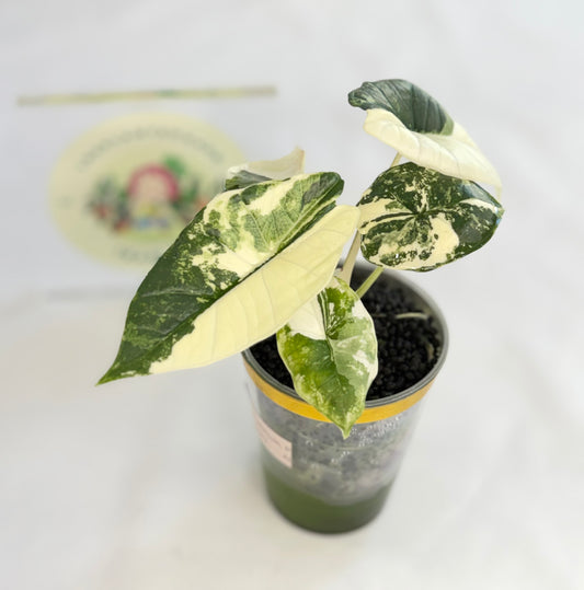 Alocasia Platinum Albo #1