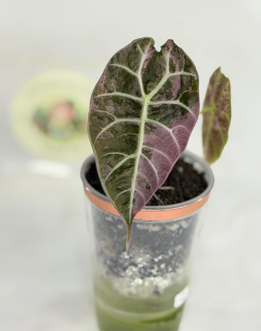 Alocasia Watsoniana Doff True Pink #2