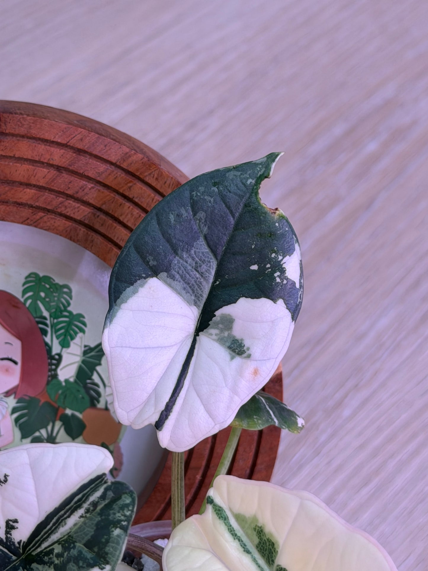 Alocasia Platinum Albo Number N3