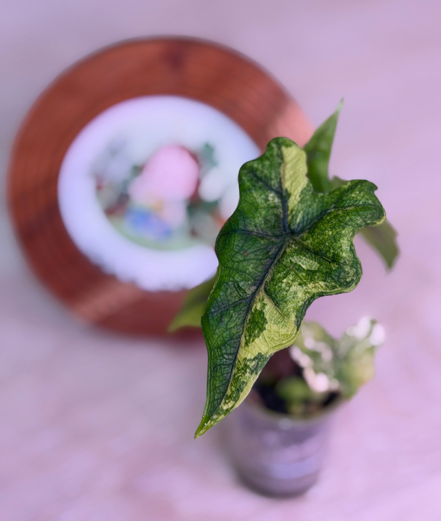 Alocasia Jacklyn Mystic N3