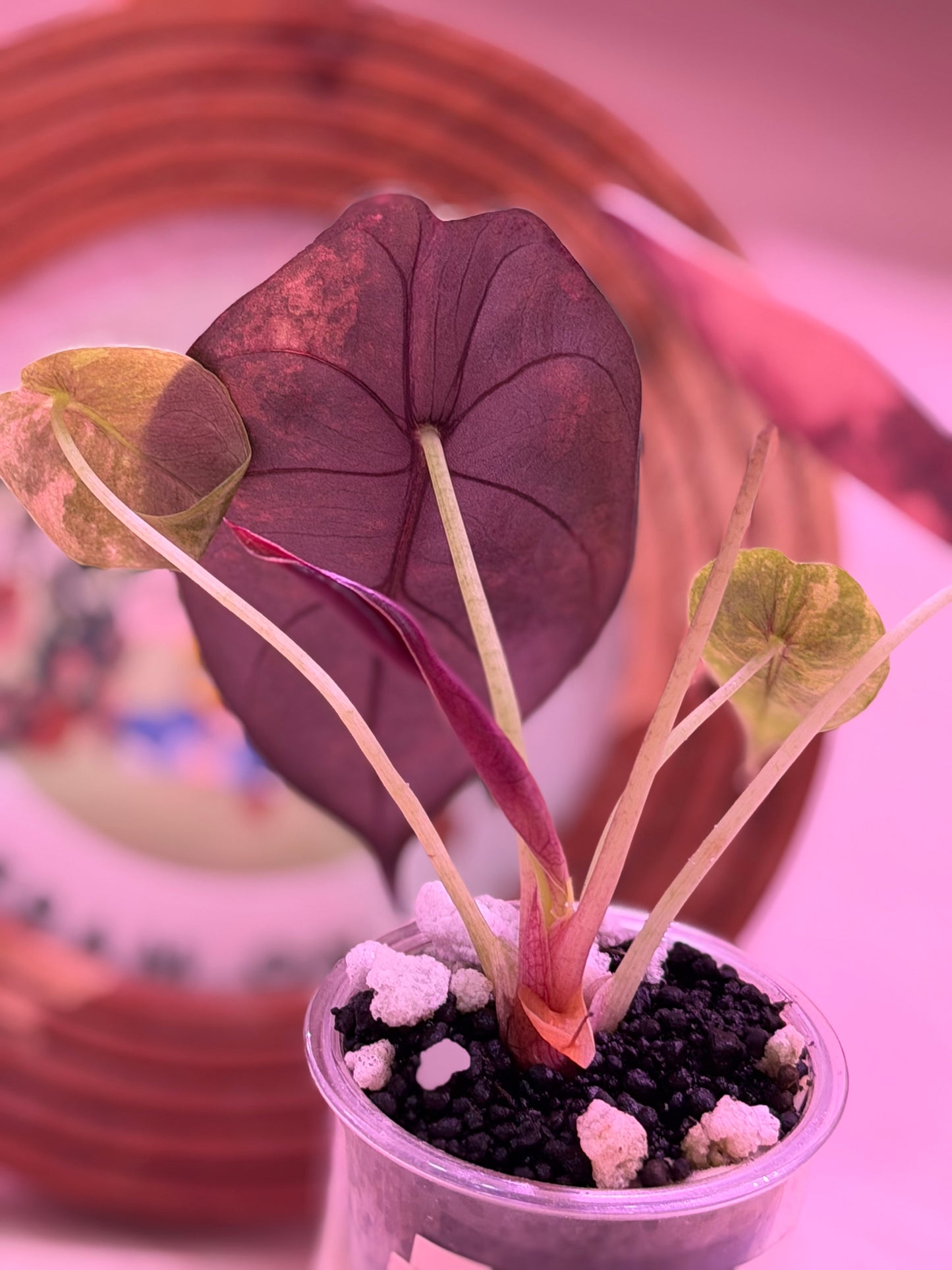 Alocasia Sedenii Aurea A2