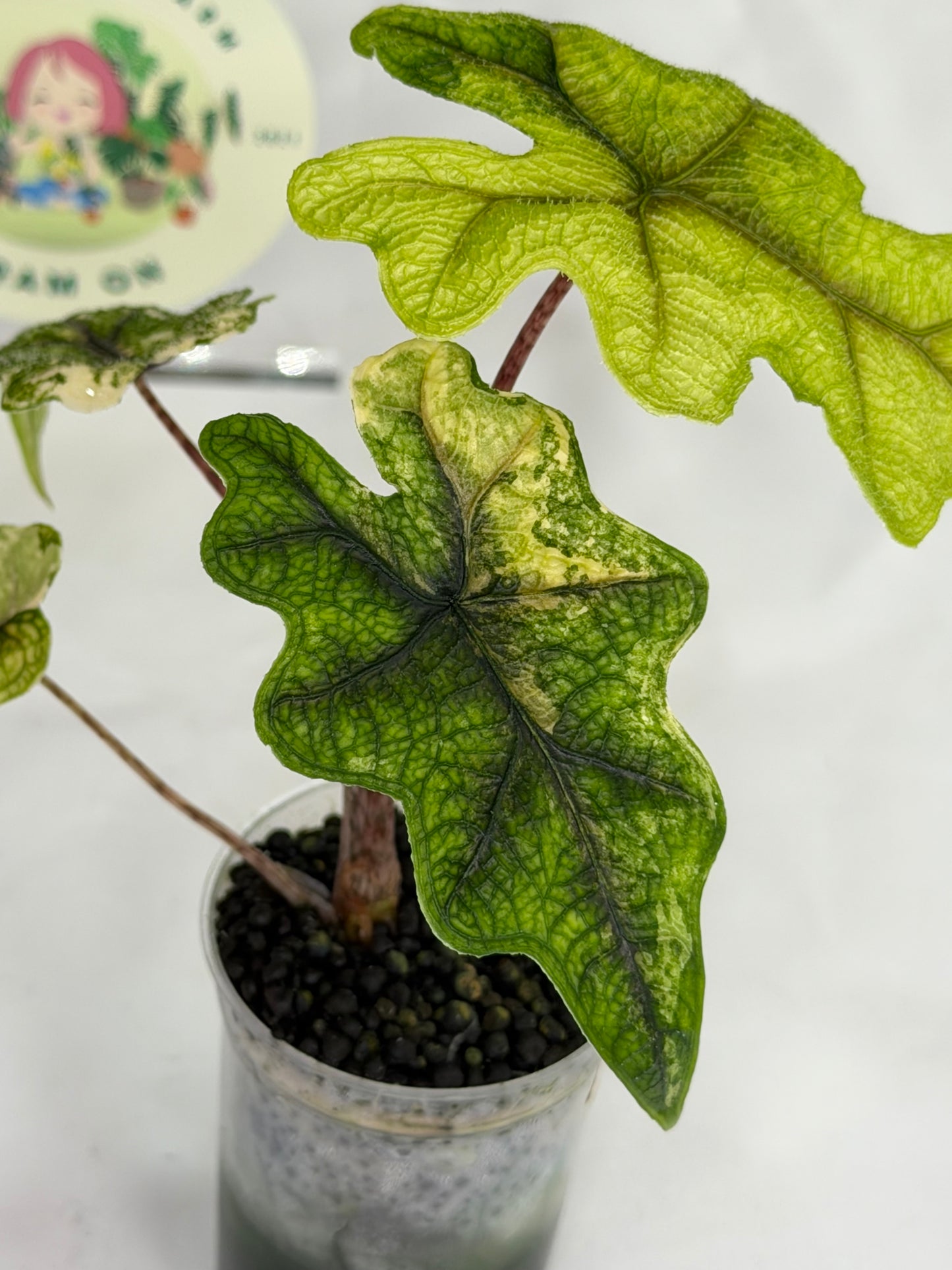Alocasia Jacklyn Mystic #4