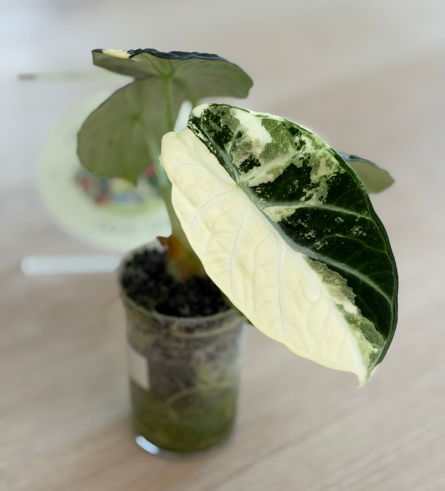 Alocasia Ninja Albo