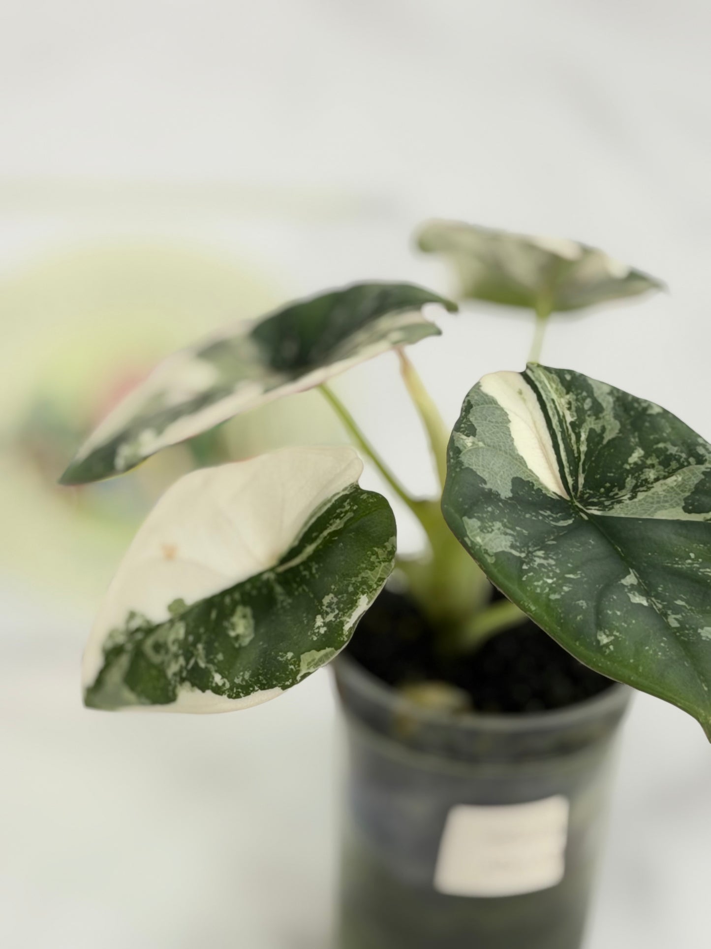 Alocasia Nebula Albo #A3