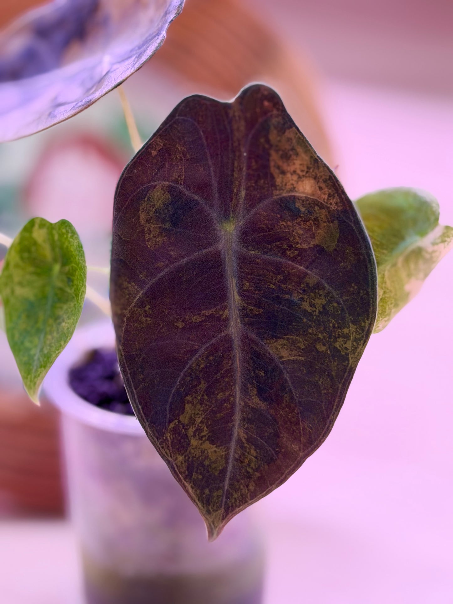 Alocasia Sedenii Aurea A2