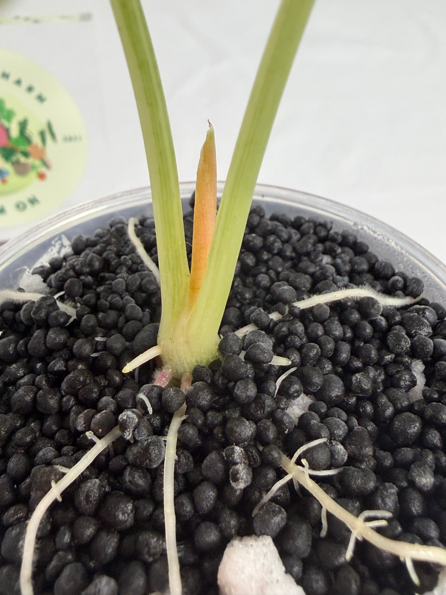 Alocasia Watsoniana True Pink #3