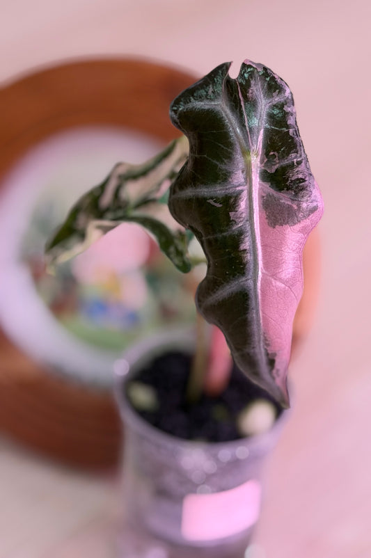 Alocasia Nobilis K Verision K1