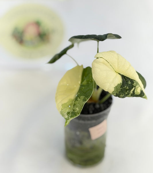 Alocasia Melo Albo #3