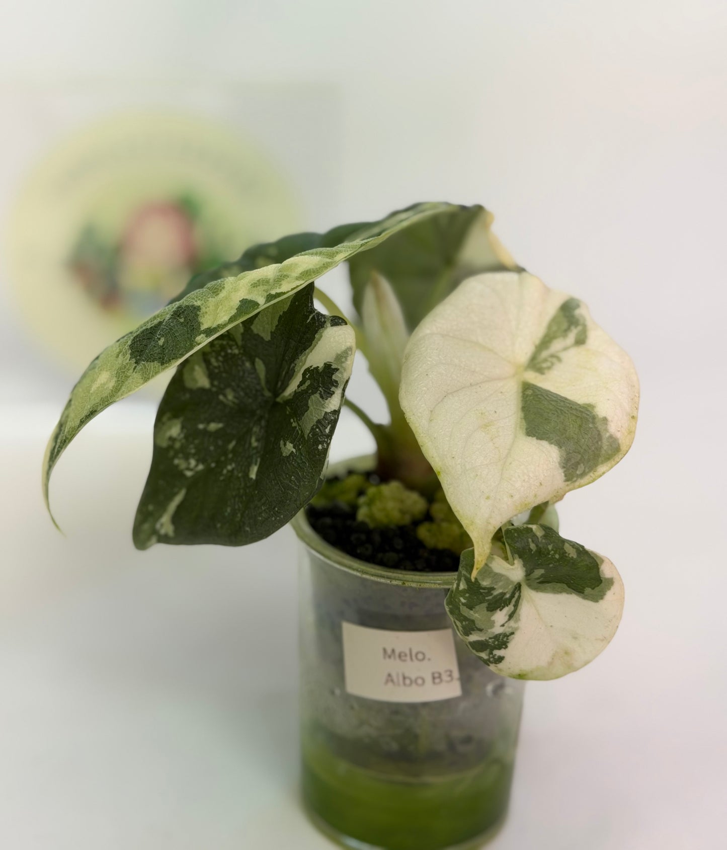 Alocasia Melo Albo B3