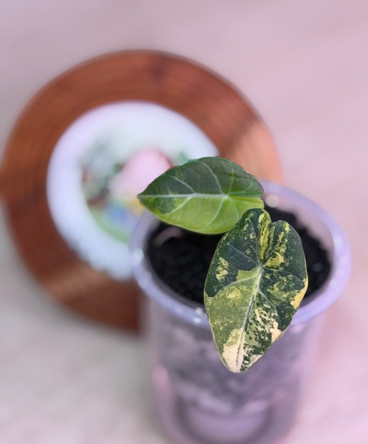 Alocasia Maharanii Golden Lime N1