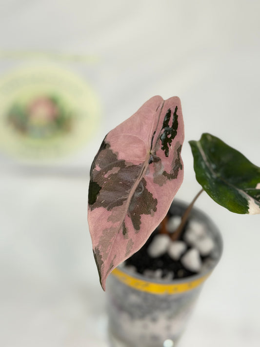 Alocasia Chantrieri Pink #1