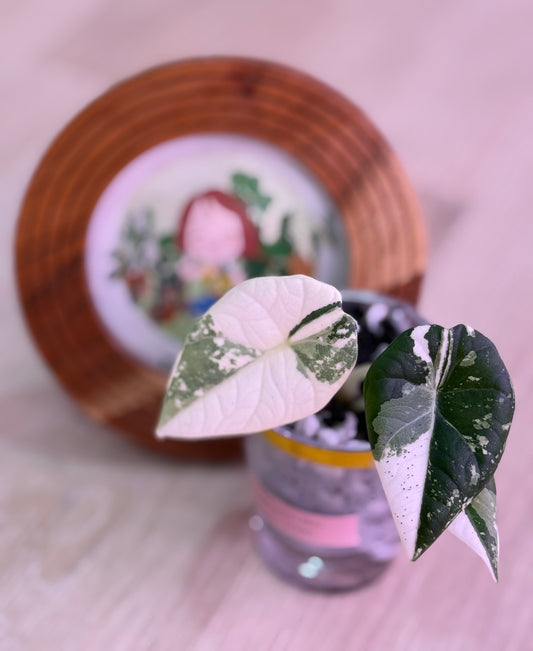 Alocasia Maharanii Albo