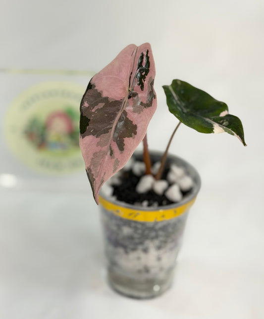 Alocasia Chantrieri Pink #1