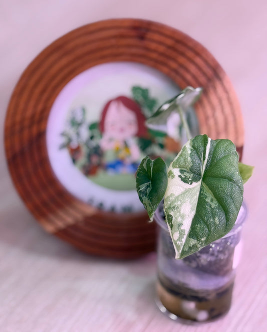 Alocasia Melo Albo Number 7