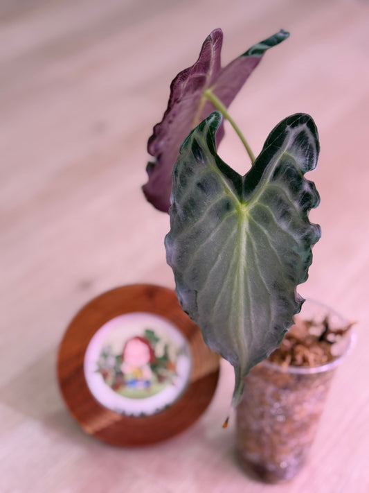 Alocasia Venom Number 6