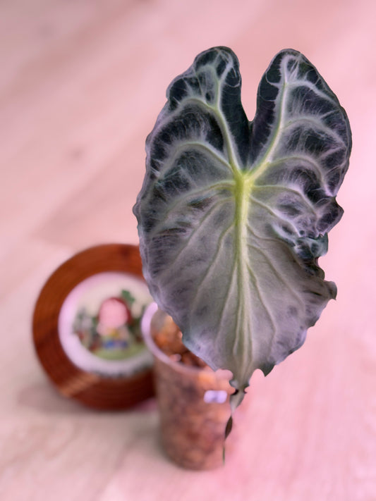 Alocasia Venom Number 4