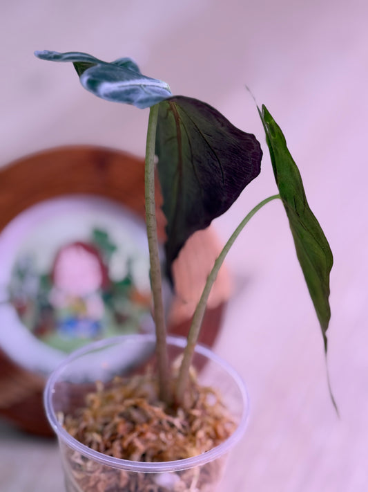 Alocasia Venom