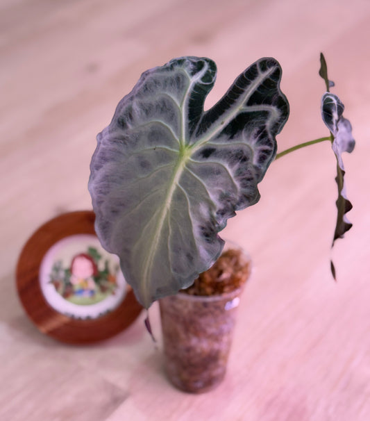 Alocasia Venom Number 6