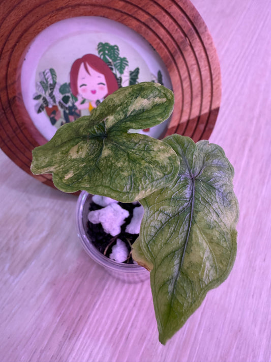 Alocasia Jacklyn Mystic Number 2