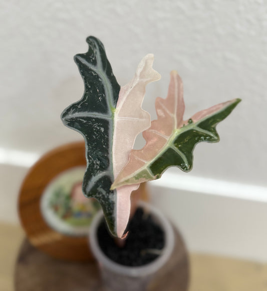 Alocasia Nobilis ‘K’ Version