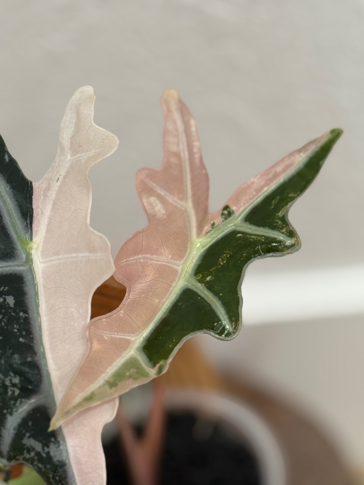 Alocasia Nobilis ‘K’ Version