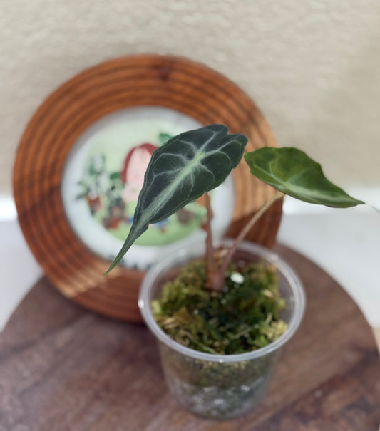 Alocasia Venom