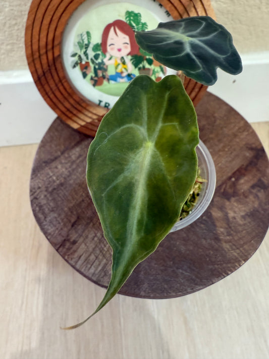 Alocasia Venom