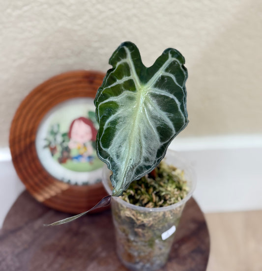 Alocasia Venom