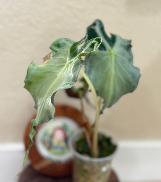 Alocasia Venom