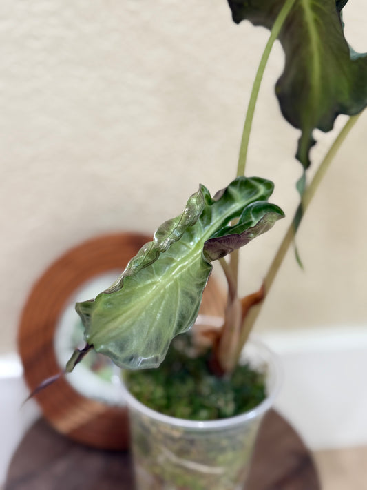 Alocasia Venom