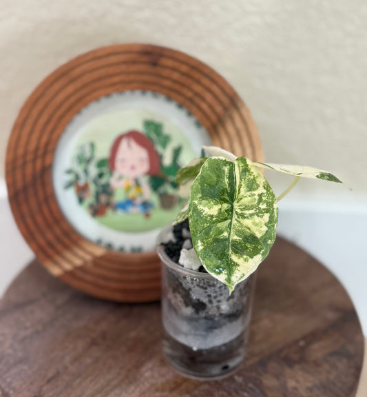 Alocasia Platinum Albo