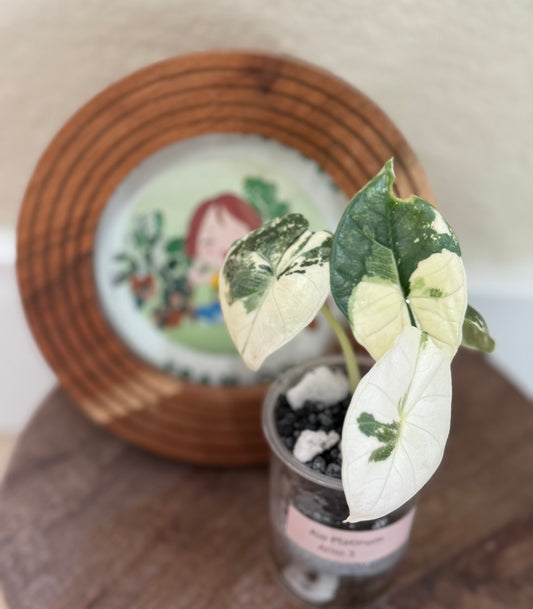 Alocasia Platinum Albo