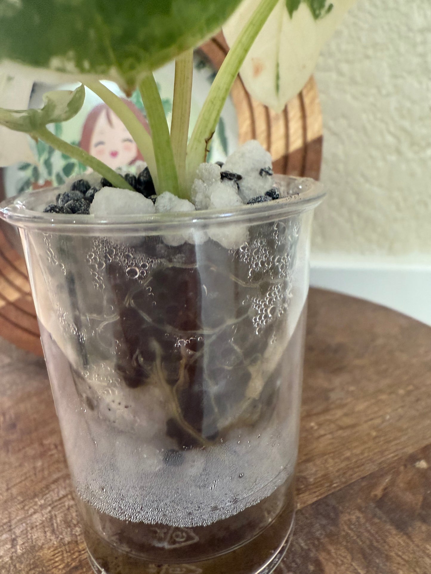 Alocasia Platinum Albo